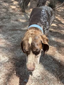 Hund Choco adoptieren