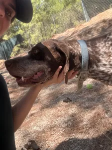 Hund Choco adoptieren