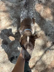 Hund Choco adoptieren