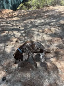 Hund Choco adoptieren