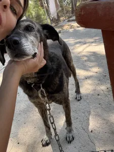 Adopt Bellitsa