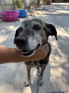 Adopt Bellitsa