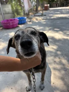 Adopt Bellitsa