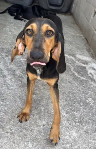 Hund Gek adoptieren