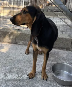 Hund Gek adoptieren