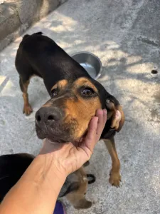 Hund Gek adoptieren
