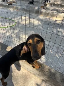 Hund Gek adoptieren