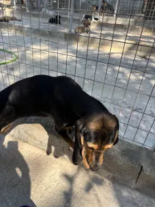 Hund Gek adoptieren