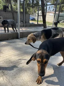 Hund Gek adoptieren