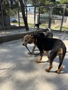 Hund Gek adoptieren