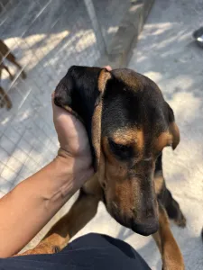 Hund Gek adoptieren