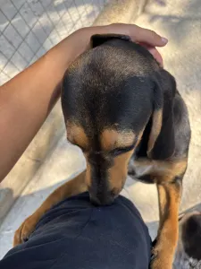 Hund Gek adoptieren