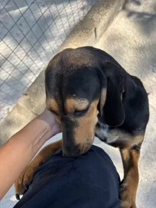 Hund Gek adoptieren