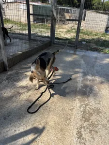 Adoptie hond Pony