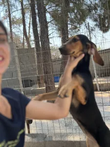 Hund Gek adoptieren