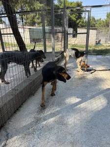 Hund Gek adoptieren