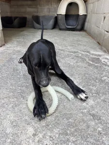 Adopt Loco