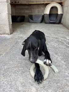 Adopt Loco
