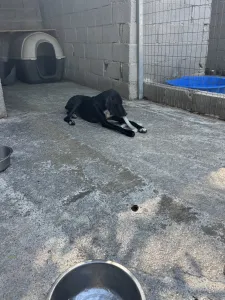 Adopt Loco