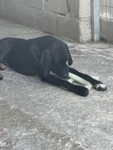 Adopt Loco