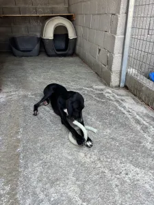 Adopt Loco