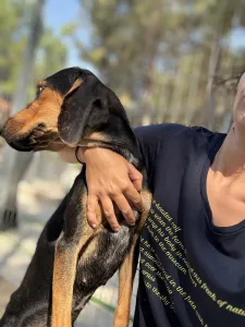 Hund Gek adoptieren