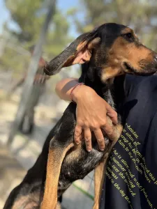 Hund Gek adoptieren