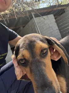 Hund Gek adoptieren