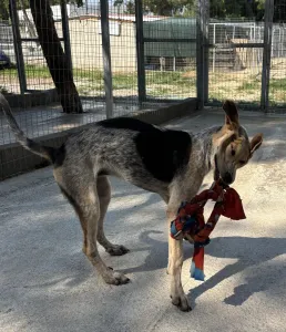 Adoptie hond Pony
