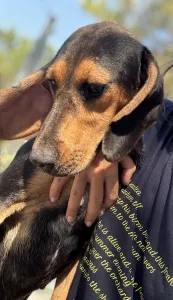 Hund Gek adoptieren