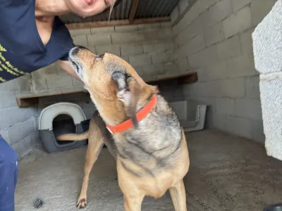 Hund Iraklis adoptieren