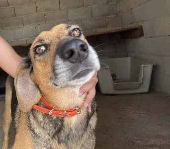 Hund Iraklis adoptieren