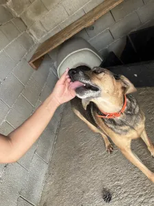Hund Iraklis adoptieren