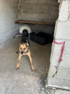Hund Iraklis adoptieren