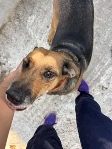 Hund Iraklis adoptieren