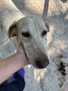 Adopt Ira