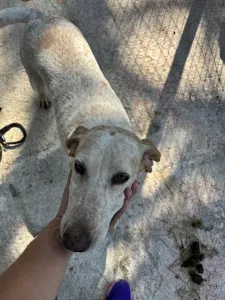 Adopt Ira