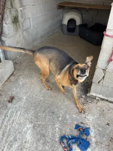 Hund Iraklis adoptieren