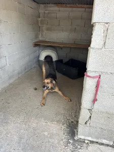 Hund Iraklis adoptieren
