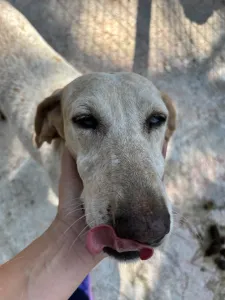 Adopt Ira