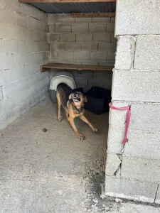 Hund Iraklis adoptieren