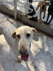 Adopt Ira