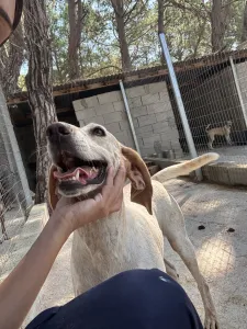 Adopt Ira