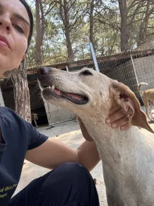 Adopt Ira