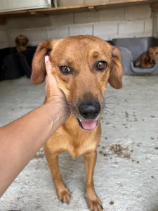Adopt Cookies