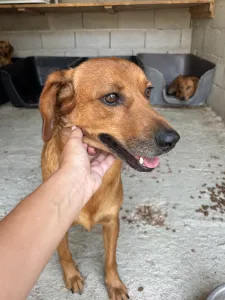 Adopt Cookies