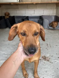 Adopt Cookies