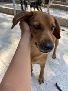 Adopt Cookies
