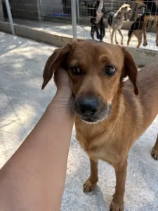 Adopt Cookies