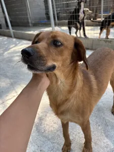 Adopt Cookies